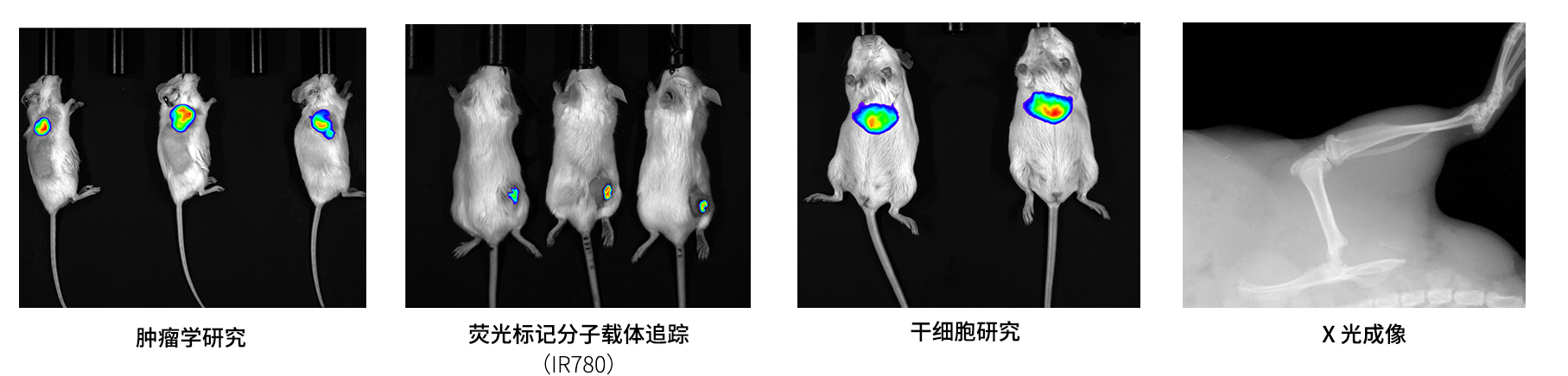AniView600多模式動物活體成像系統(tǒng)應(yīng)用案例