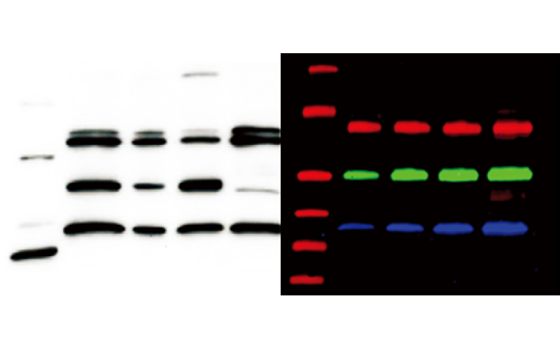 蛋白免疫印跡（WB）技術(shù)實驗服務(wù)