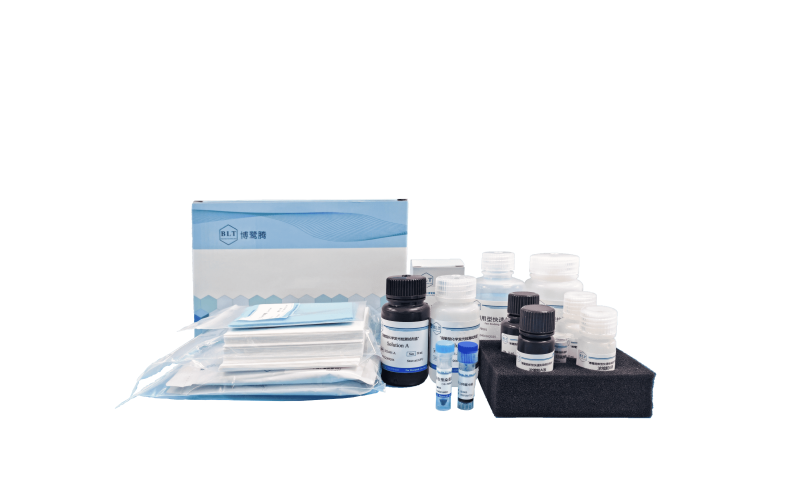 Western Blot 試劑套裝